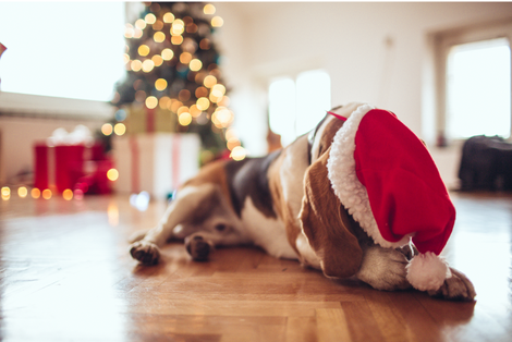 Beagle entspannt an Silvester