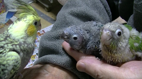 福岡ペットミッキンに手乗りウロコインコのシナモンとブルーが仲間入りしました。