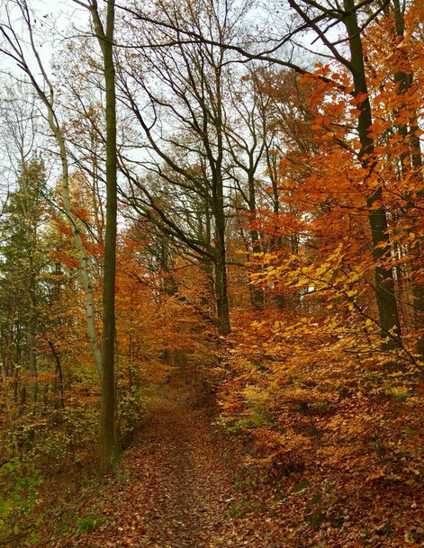               Kappelberg, Fellbach, Germany