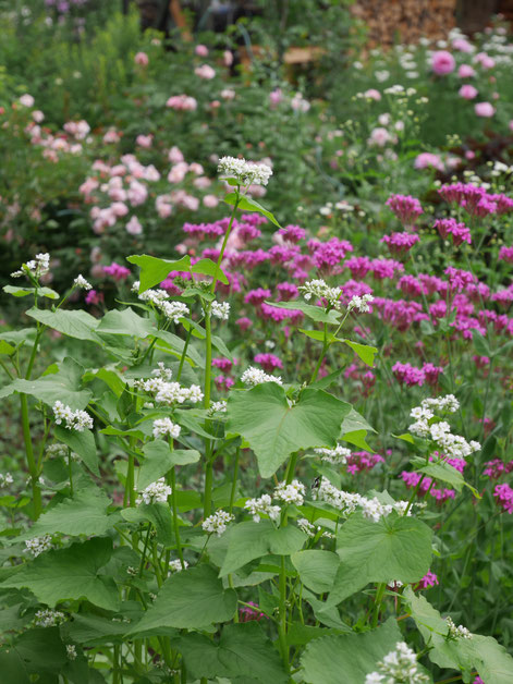 そばの花が咲いていたり･･草むらにマーガレットが咲いていたり自然な庭