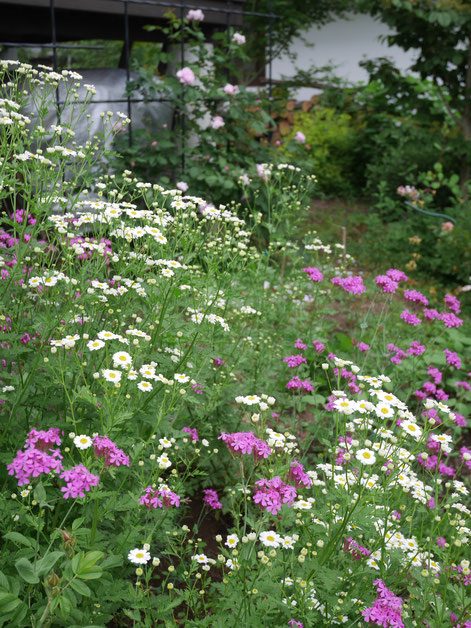 私の庭では雑草のように自然に生えて来た植物も仲間です。このピンクはムシトリナデシコ。アレンジに使うととてもかわいい役目をします。