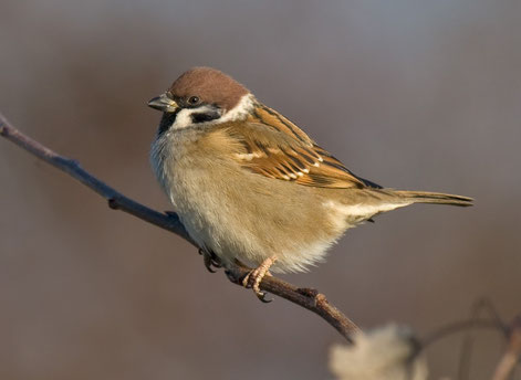 By Andreas Trepte (File:Tree-Sparrow.jpg) [CC-BY-SA-2.5 (http://creativecommons.org/licenses/by-sa/2.5)], via Wikimedia Commons