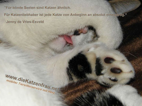 Catsitting - Mobile Katzenbetreuung Saar - Rehlingen, Siersburg, Wallerfangen, Püttlingen. Köllerbach