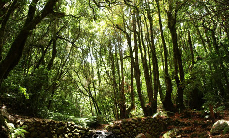 Parque nacional de Garajonay, La Gomera