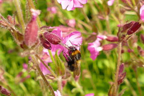 Hummel auf Roter Lichtnelke