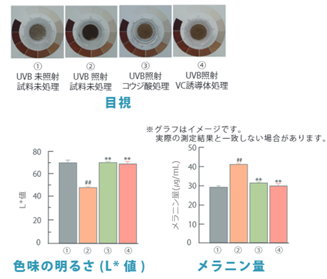 紫外線照射による黒化誘導抑制評価 アウトプット例