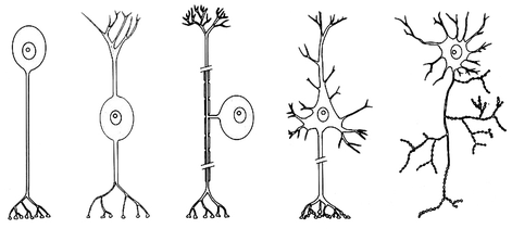 Neuromanagement,Neuro,Management,Komplementärmedizin,Neurowissenschaft,