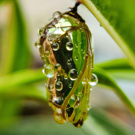 Schmetterling im Kokon
