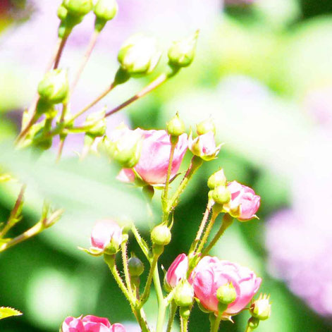 Rosen, die erblühen