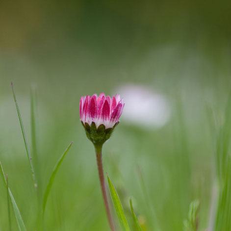 Gänseblümchen geschlossen