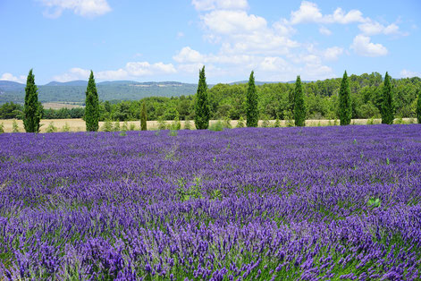 Lavendelfelder zur Blütezeit im Luberon