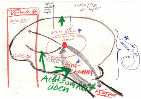 Psychotherapeut Reimer Bierhals empfiehlt: Das Spüren mit Achtsamkeit zu üben, damit das Reptilien-Gehirn nicht Fehlalarm schlägt