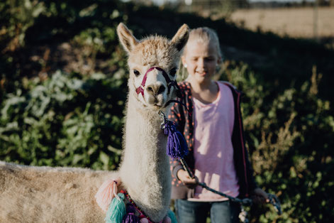 Kind mit Alpakas auf dem Pointnerhof- Begegnung für Kindergruppen.