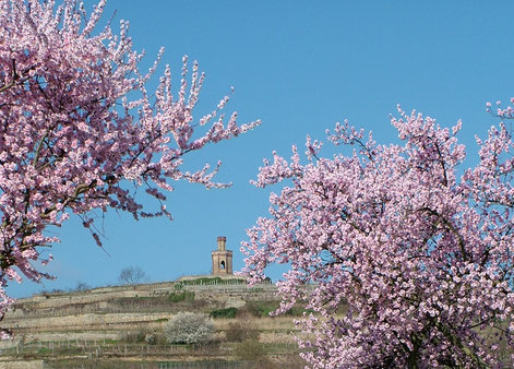 Kaffeemühle Bad Dürkheim Mandelblüte