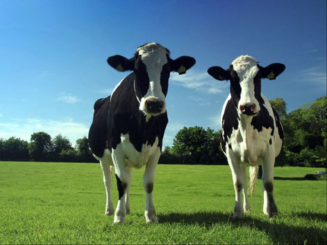 Happy, healthy grass fed, finished and pastured cows