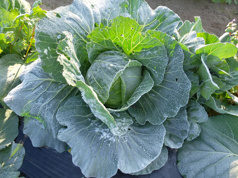 ミモレ農園 農薬不使用 キャベツ