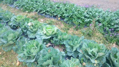 ミモレ農園 農薬不使用 キャベツと大根