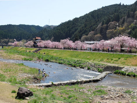 新庄村 がいせん桜まつり