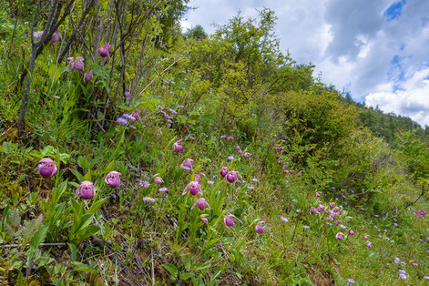 Waldwiese mit großem Bestand von Cypripedium yunnanense, Napahai, 3200m