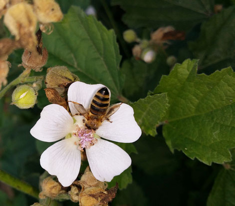 Spitzwegerich Knospe blühend Blüte