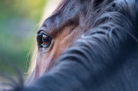 Tierkommunikation und Coaching für Mensch und Tier ❀  Für Pferd, Hund, Katze, alle Tiere und ihre Menschen ❀ INNER OCEAN Annette Voigt