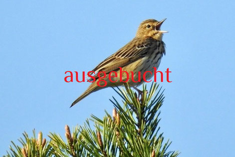 Foto: Baumpieper von W. Spatz 