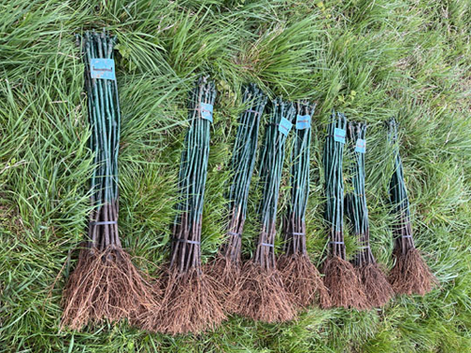 Hochstammreben vor der Pflanzung