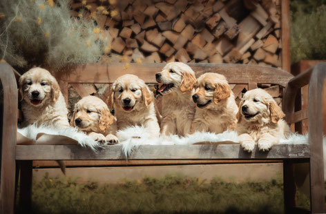 6Golden Welpen auf Bänkli schönes Foto, Welpenfotografie