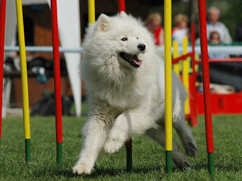 Agility