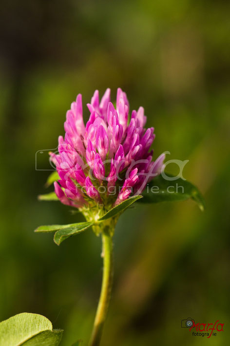 Wiesenblumen