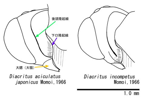 (図1)斜め側方より見たDiacritus属2種の頭部