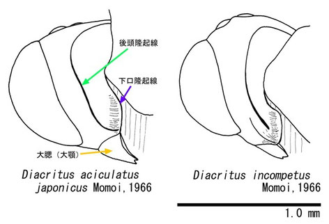 （図１）斜め側方より見たDiacritus属２種の頭部