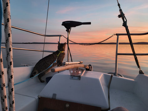 katze fibi segelt auf dem steinhuder meer