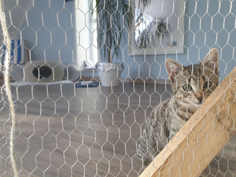 Gefährlicher Minitiger hinter Gittern - kein Wunder, dass Kasi Angst hatte! ;-)