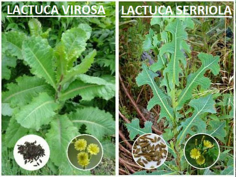 Lattuga Selvatica Proprieta Ed Utilizzo Popolopulsanese Pulsano