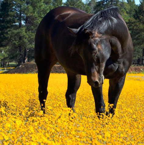 Dunkelbraunes Pferd in gelber Blumenwiese | Link: Tierkommunikation
