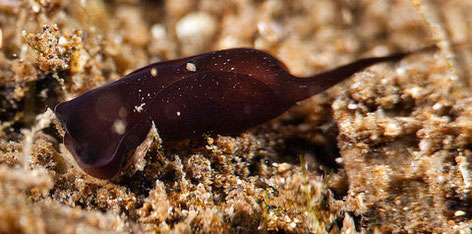 Taille 8 mm  Pf 5m  Site : Moorea, baie d'Opunohu (nuit)