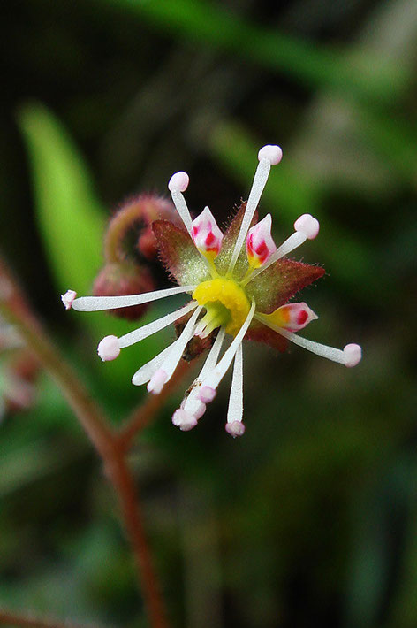 上側の３個の花弁の赤い班が美しい。　淡いピンク色の葯もかわいい！