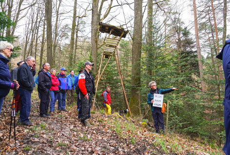 Wie die Forstwirtschaft das Ziel stabiler, vielfältiger und naturnaher Mischwälder erreichen kann