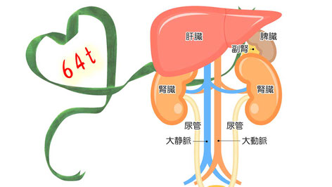 腎臓とその他臓器の位置