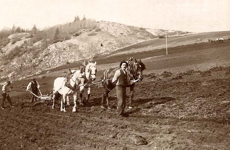 Il lavoro nella campagna del Mont-du-Lac nel 1905 con Alfred-Moise Rochat che tiene le briglie dei cavalli (Collezione Jean-Emmanuel Rochat)