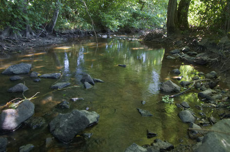 Rivière du Sarthon. Photographie prise le 31 mai 2020. Le niveau très faible du cours d'eau laisse apparaître les racines des arbres. Photo/Nicolas Blanchard