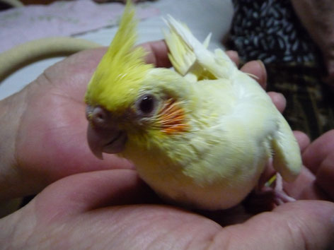 福岡ペットミッキン 手乗りルチノーオカメインコが仲間入りしました