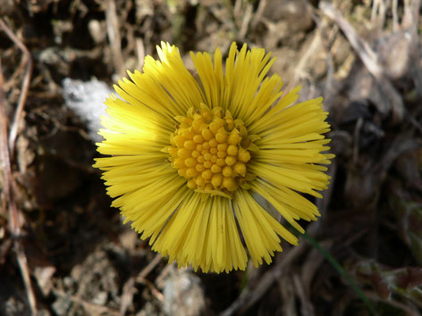 Huflattich Blüte