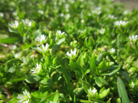 Vogelmiere Hühnerdarm Blüte