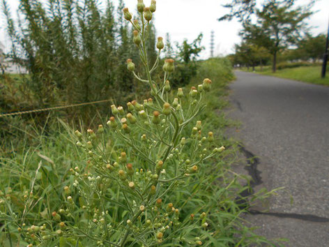 ８月　大堀川