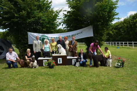 Club Show Jagdspaniel-Klub e.V. in Siegen, "Winterbourne Move On To Belauer See" BIS 3, Photo: Felicitous