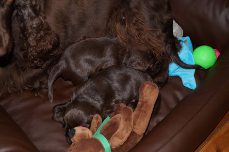 Once in a while the little family has to move out of the whelping box, Photos: Ulf F. Baumann