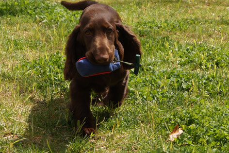 Dorothy starting to practise Dummy work in North Carolina, Photo: Ulf F. Baumann