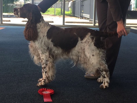 "Deb's Cortina" gewinnt beide Tage in Uden das CACIB und am Sonntag das CAC-NL, Foto: Sebastian Feilke